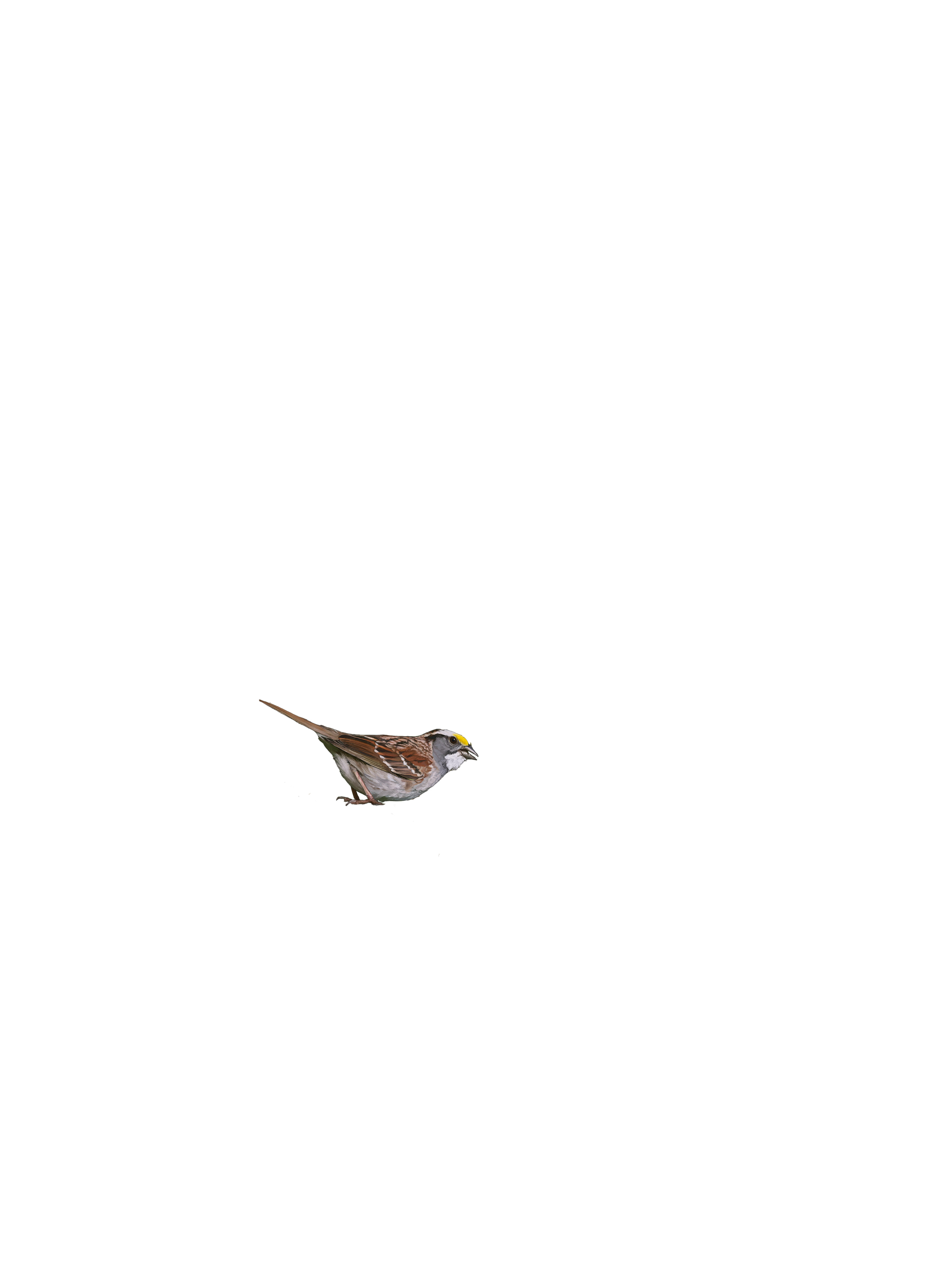 birds